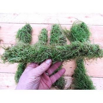 Moss Branches 10 Live Moss Sticks